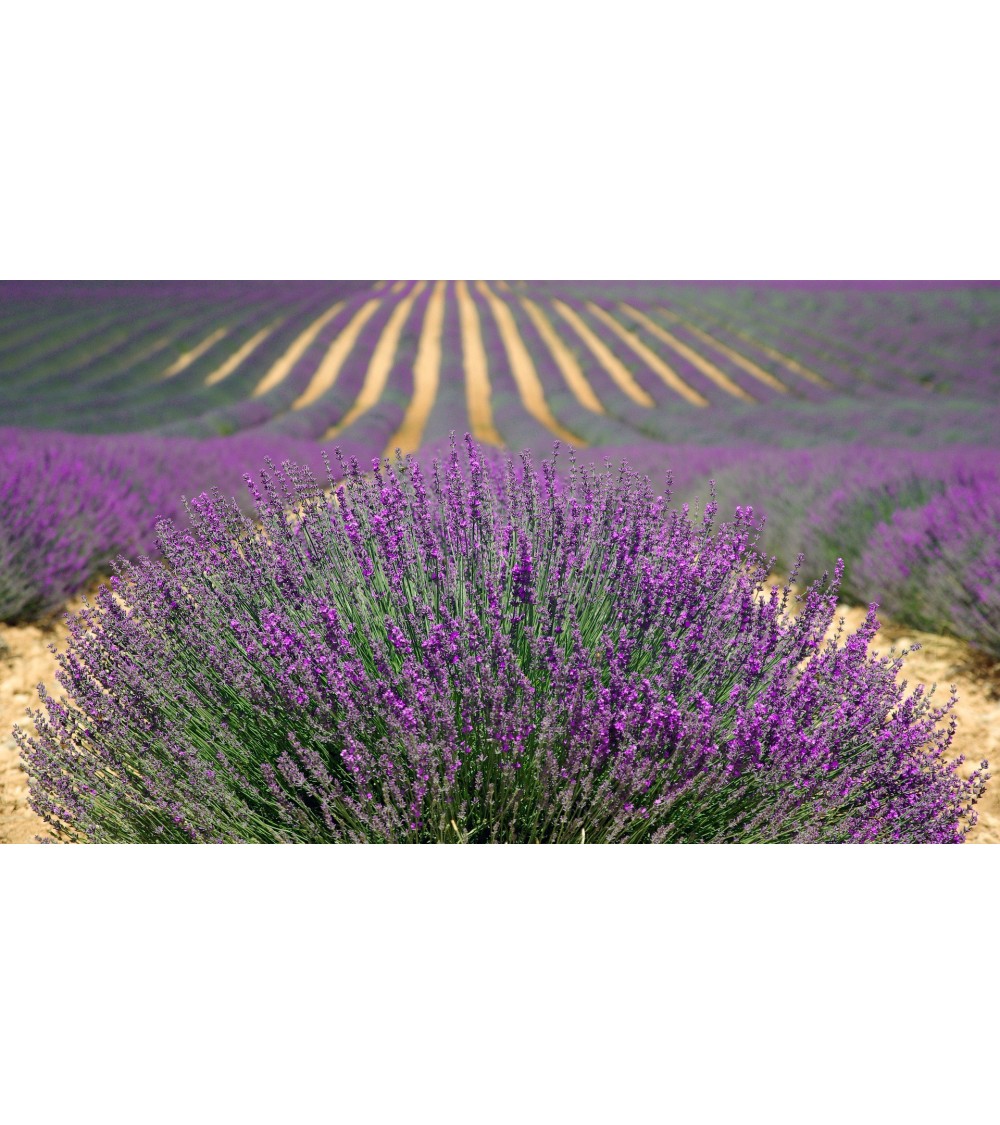 Lavendel